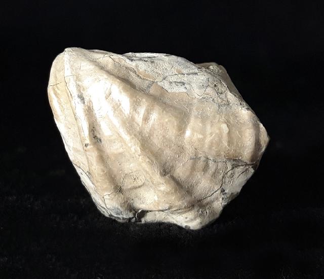 Inoceramus subsulcatus WILTSHIRE 1869 - Bild © FossNet FossilienStore